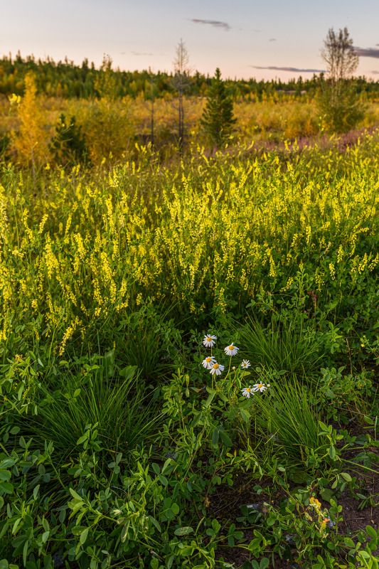 ямал, тундра, надым, никон Ромашки северныеphoto preview