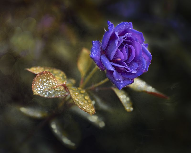 роза photo preview