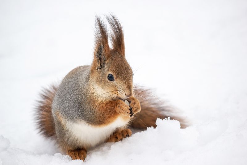 Белка фото превью