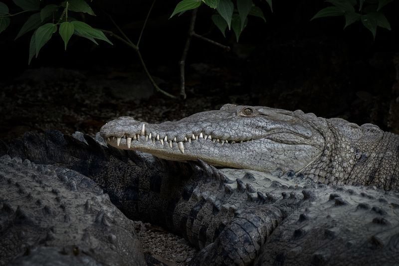 крокодил мексика crocodile Мексиканские крокодилыphoto preview