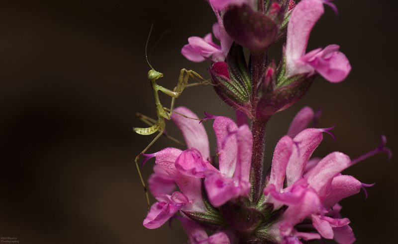 макро, природа, насекомые, богомол, тля, растения, цветы, шалфей, macro, nature, insects, praying mantis, aphids, plants, flowers, sage, Богомол и шалфейphoto preview