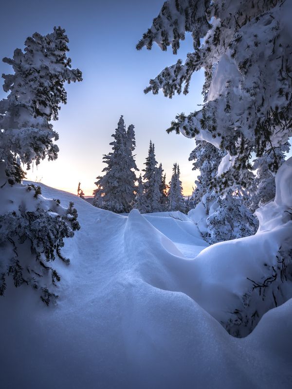 Причудливые ели… Weird firs...photo preview