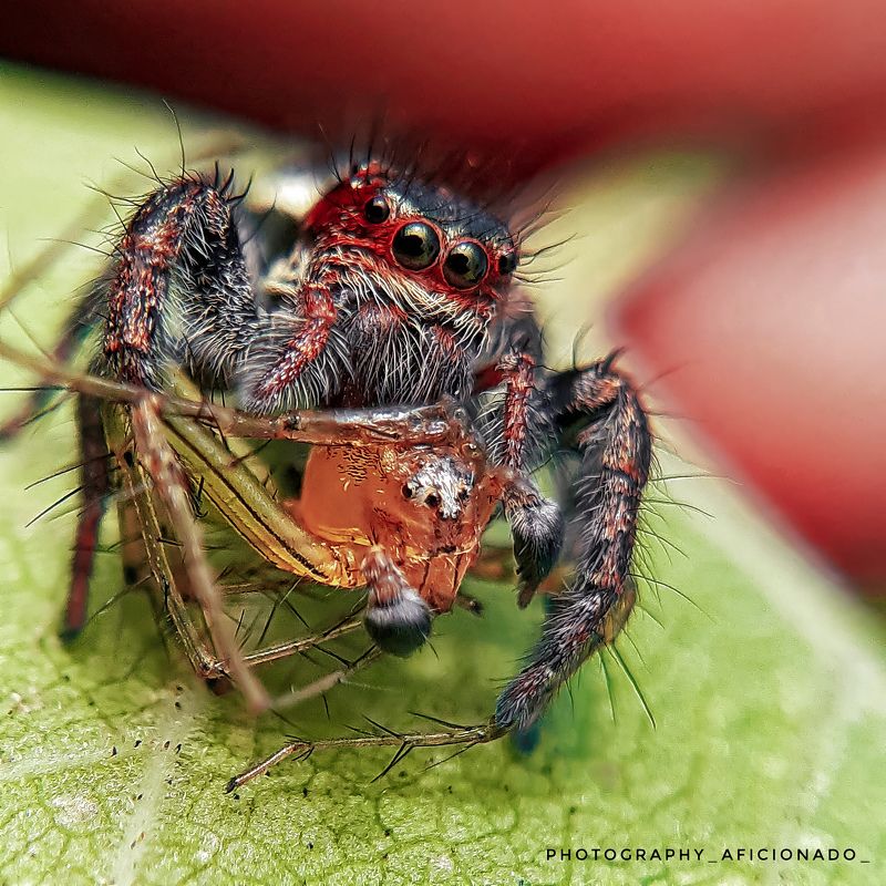 Macro Mobile macro photography photo preview