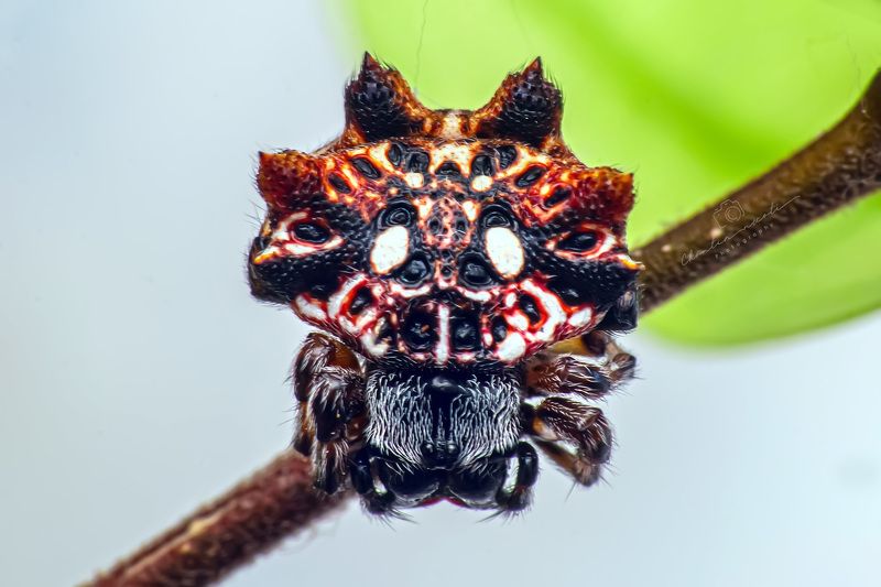 Thelacantha brevispina, spider, small, macro, animal, outside, garden, forest, leaf, strange, focus, light, green Thelacantha brevispinaphoto preview