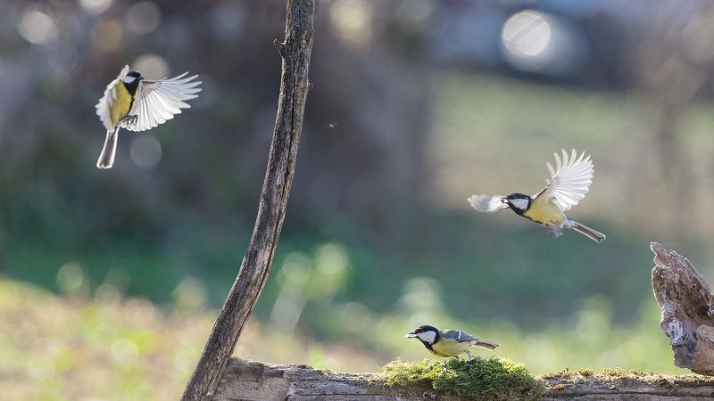 Большойphoto preview