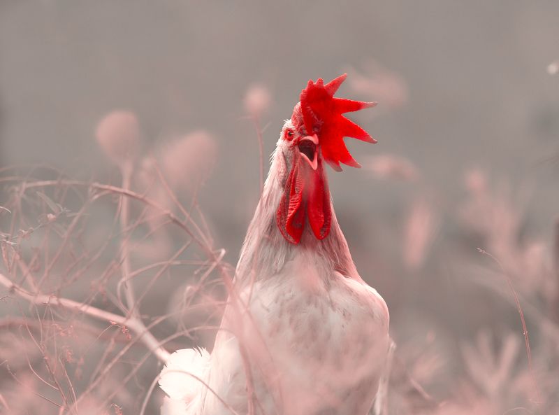 closeup, bird, birds, wild, wings, beauty, nature, swan, feather, spread, little sparrow,animal,animals,nikon,tailorbird,portrait,eyes,rooster,hen,chicken Roosterphoto preview
