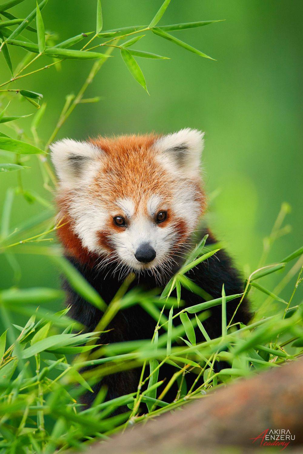 Red Panda (Ailurus fulgens). Автор: Akira Enzeru , Akira Enzeru