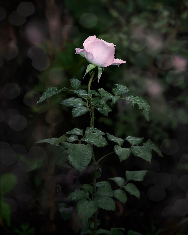 роза photo preview