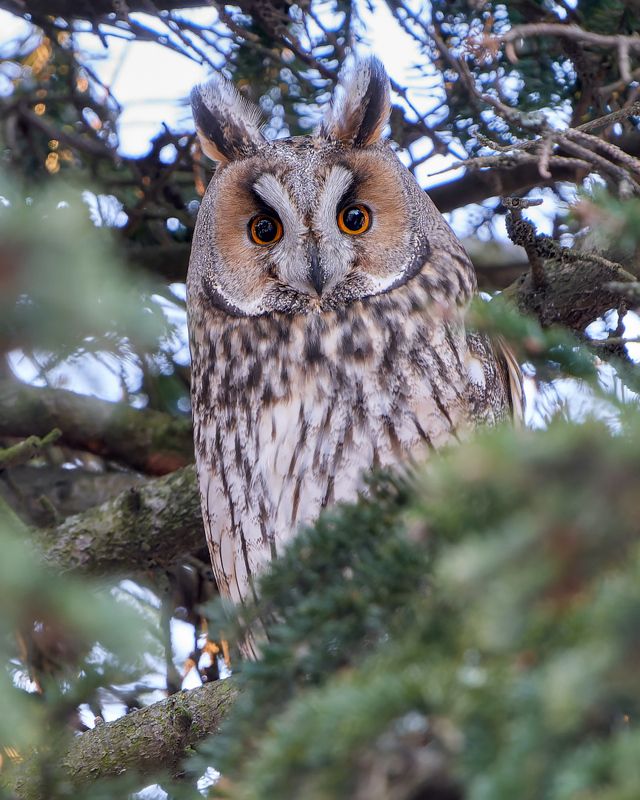 птицы, сова, ушастая сова Ушастая соваphoto preview