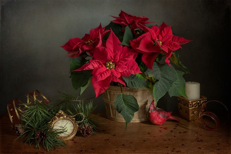 С пуансеттиейphoto preview