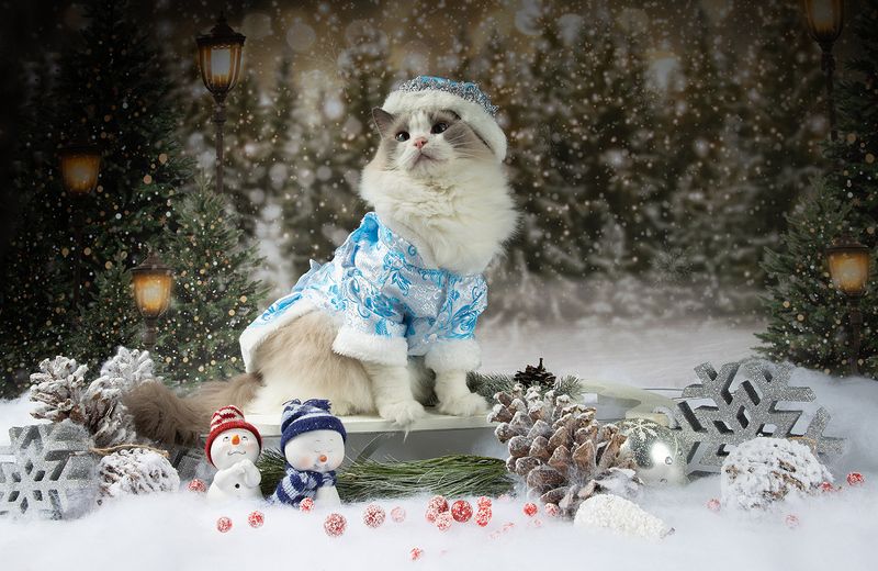 матильда, новый год, праздник, рэгдолл, сat, кошка, животные, кошки, ragdoll cat, ragdoll Матильда. Снегурочку - вызывали? Happy New Year!photo preview