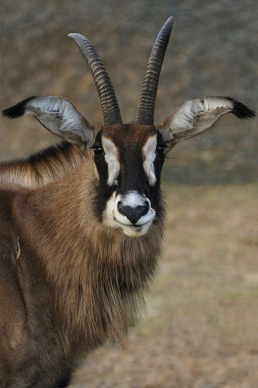 Hippotragus equinusphoto preview