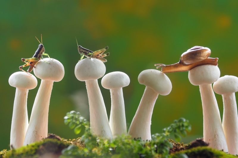 Macro  Snailphoto preview