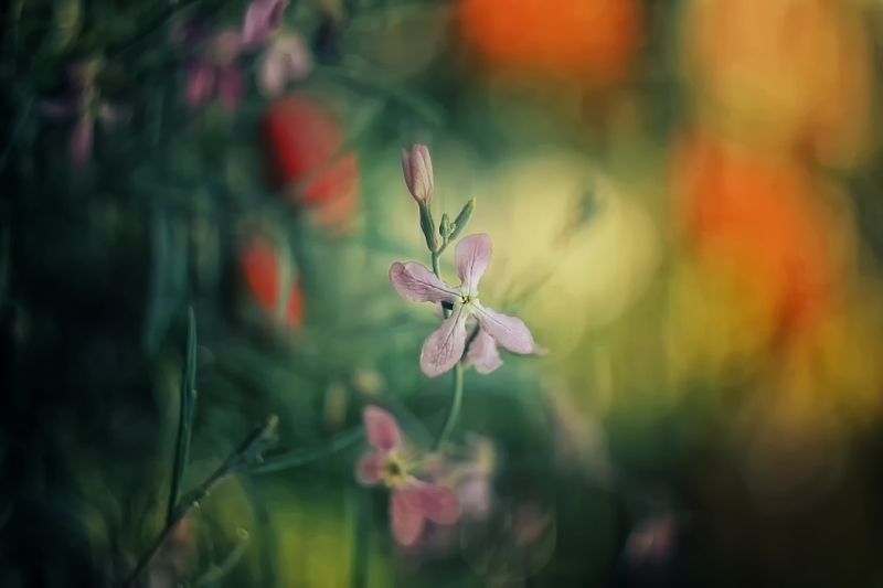 был август..photo preview