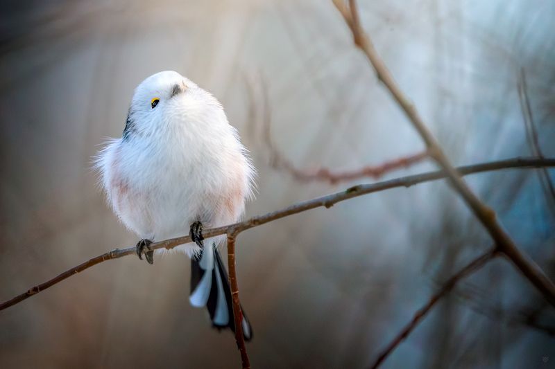 bird, wildlife, animal, Long-tailed tit New Yearphoto preview