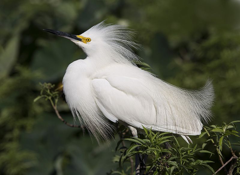 американская белая цапля, snowy egret, heron, florida, цапля, флорида Happy New Year! Американская белая цапля - Snowy Egret.photo preview