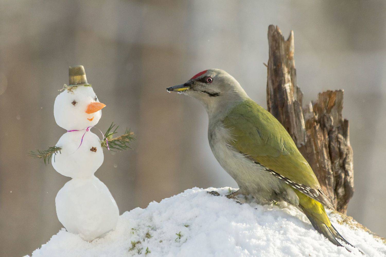 С Наступающим!. Автор: Коледова Ирина седой дятел, снеговичок, Коледова Ирина