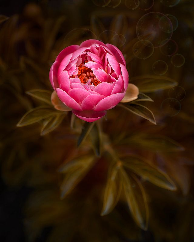 макро, пионы ,цветы Пионphoto preview