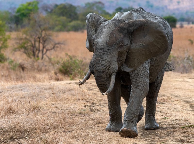 Африка Вы мне не нравитесьphoto preview