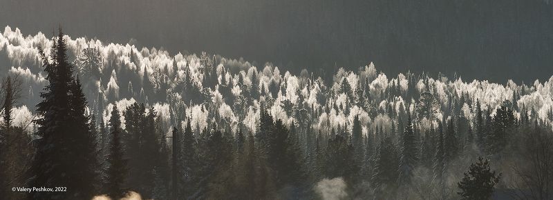 с наступающим, зима, иней, снег, кедры, пихты, горная шория С Наступающим!photo preview