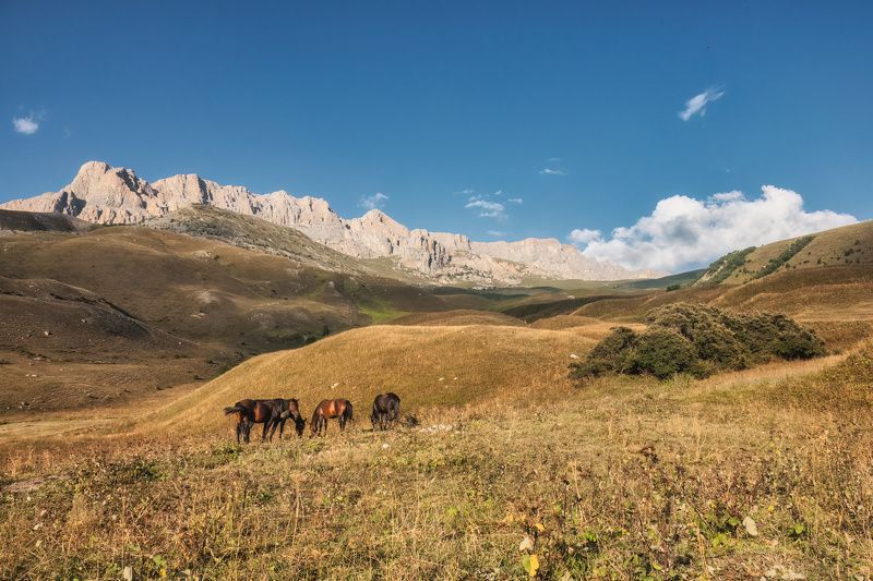 лошади, пейзаж, природа, горы, северная осетия-алания, nature, landscape ***photo preview