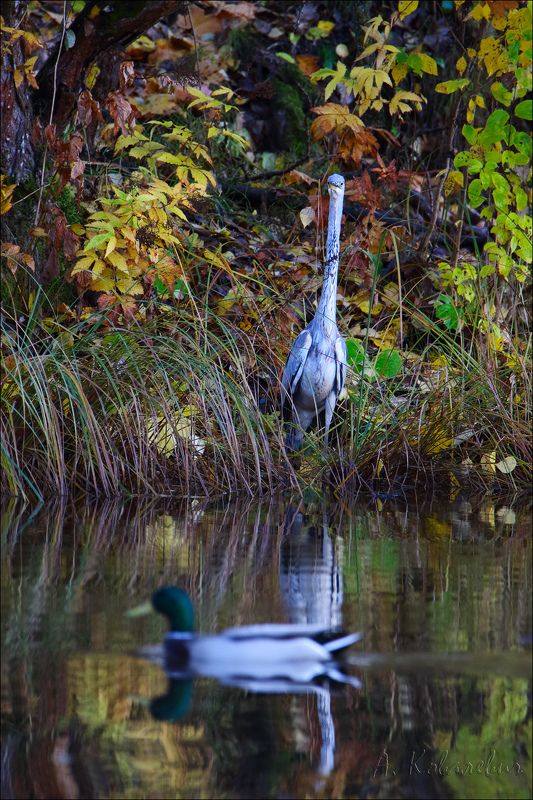 А чего это вы тут делаете? фото превью
