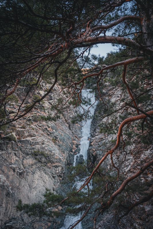 сосна Зимний день.photo preview