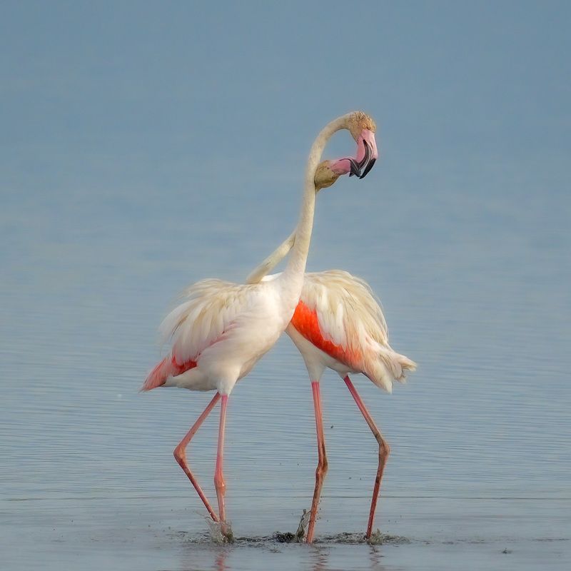 flamingo flamingophoto preview