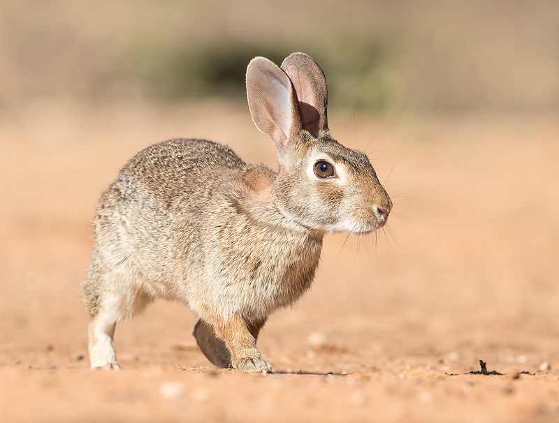 флоридский кролик, eastern cottontail,кролик, tx, texas, cottontail С Новым Годом! Годом Кролика! Happy New Year!photo preview