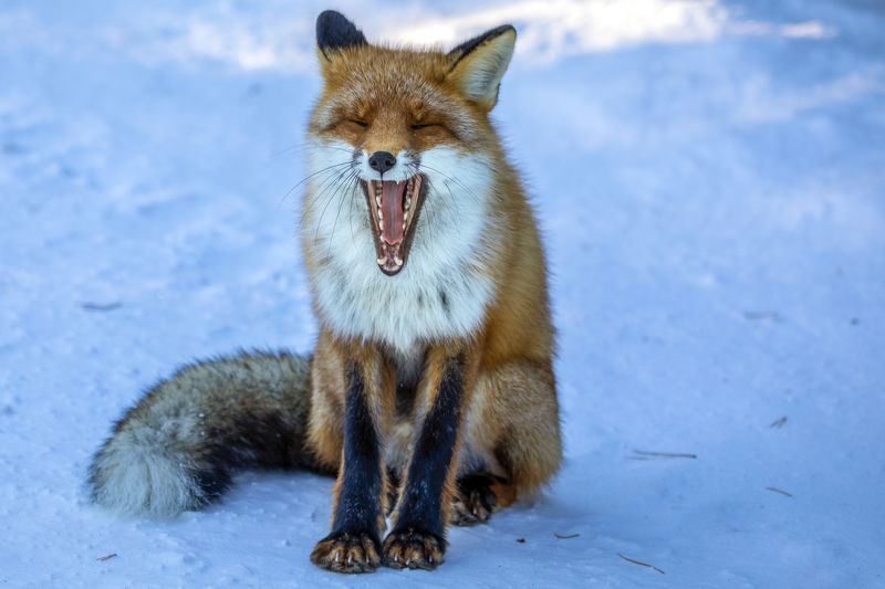 Природа, животные, лиса,  Весело, весело встретил Новый год! фото превью