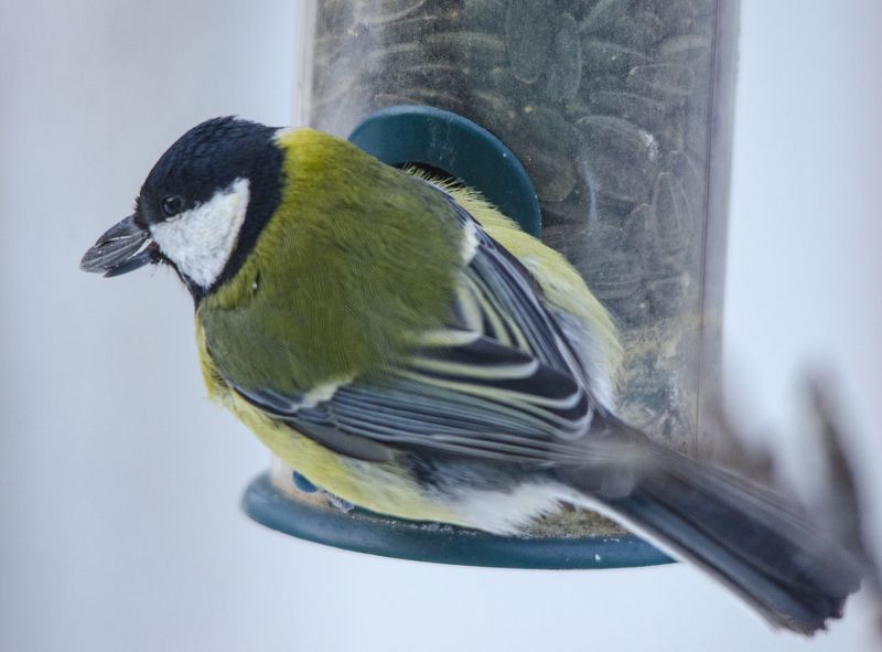 Большая синицаphoto preview