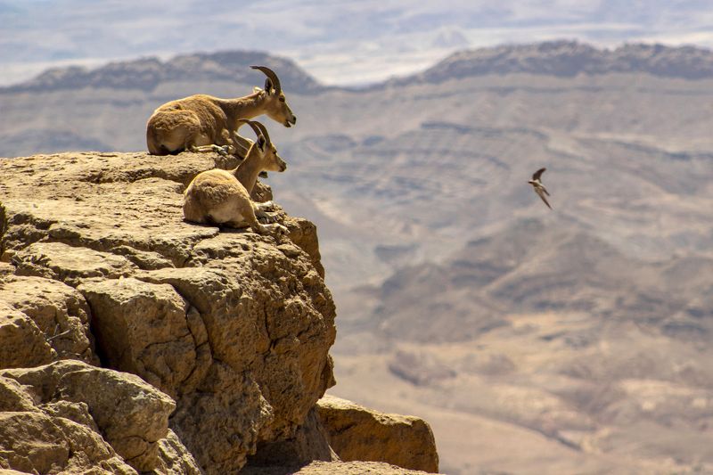 А мне летать охота...photo preview