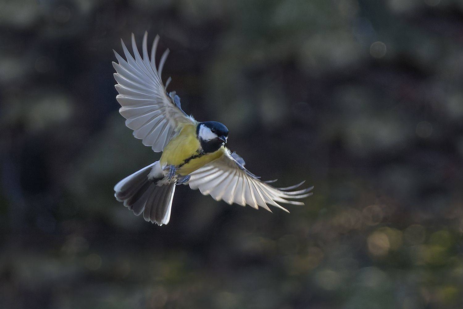 , Евгени Стефанов