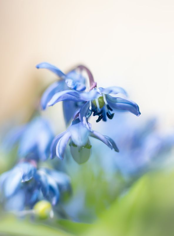 весна цветок боке bokeh flower spring Весна - Springphoto preview