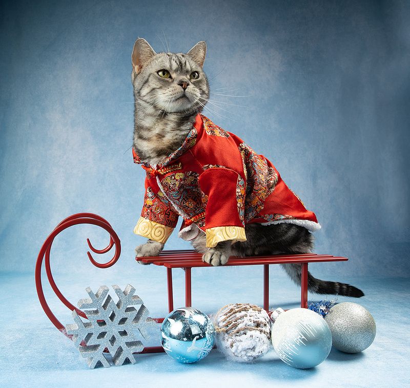 сat, кот животные, кошки, рыжий кот,  ginger, новый год, американский короткошерстный кот, american shorthair cat, праздник C Новым Годом! Happy New Year!photo preview