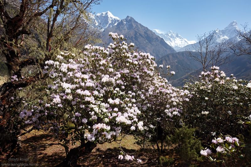 дмитр коваль, гималаи вне треков Гималайские светеньяphoto preview