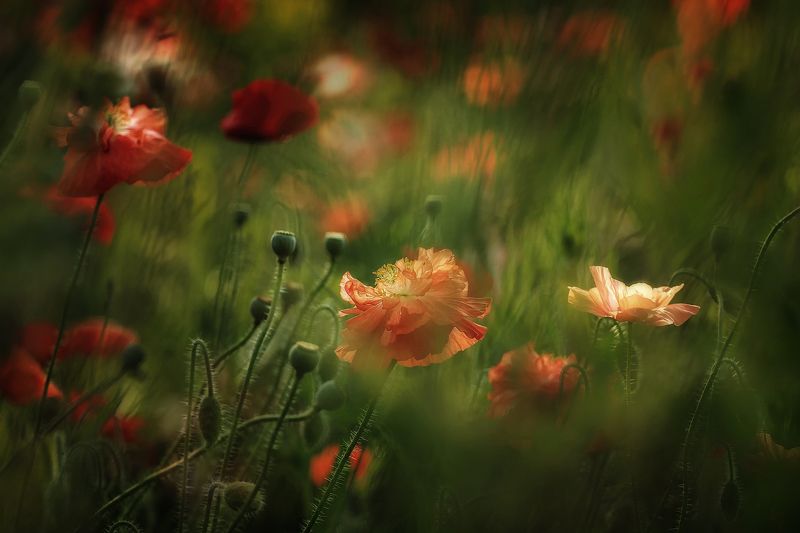 Летний муарphoto preview