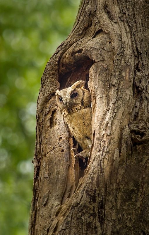 #bird #blackwimgedstilt #wild #natgeo #birdphoto #nature #naturephotography #asia #bangladesh #owl Collared scops owlphoto preview