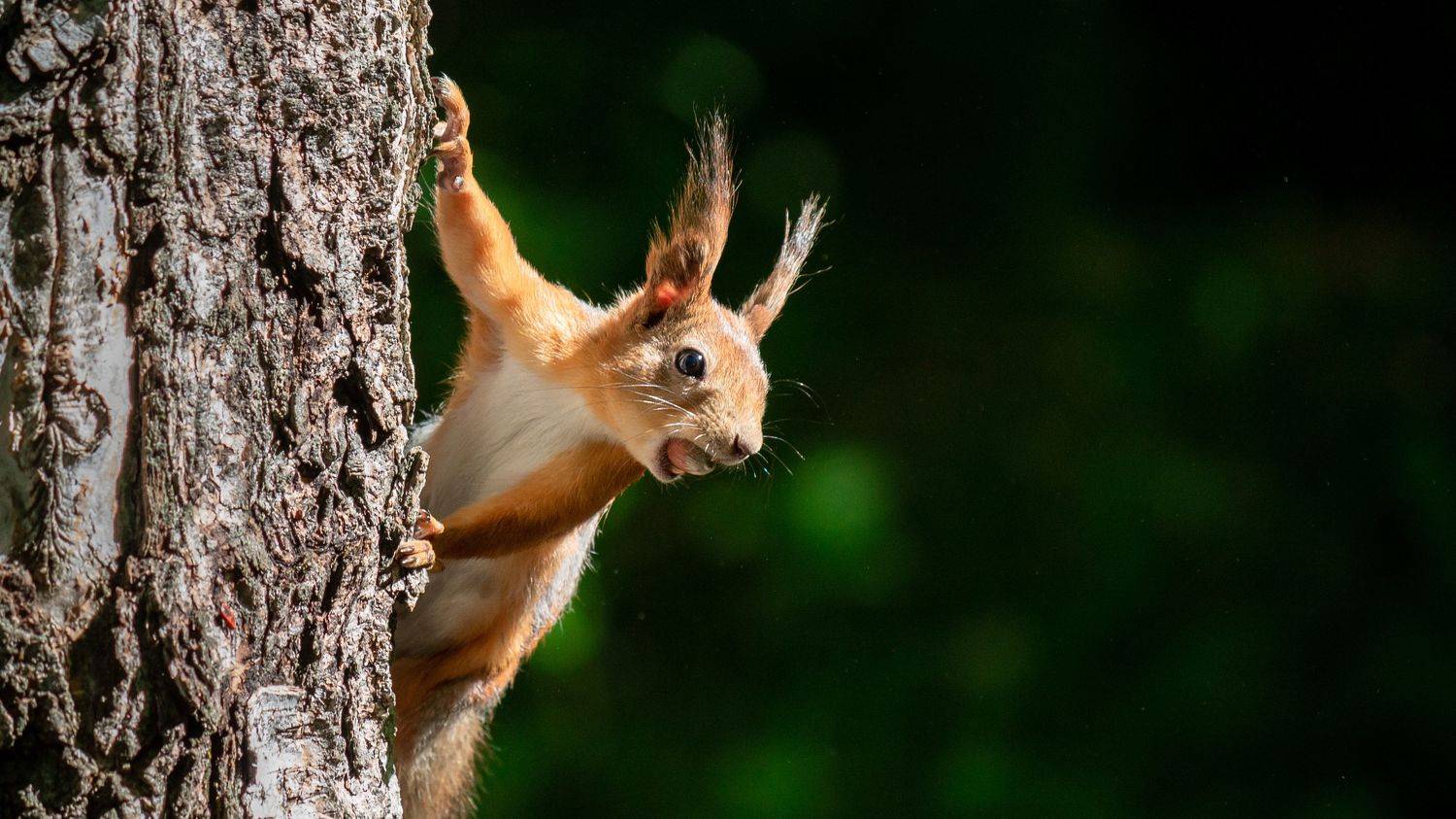 , Елисеев Александр