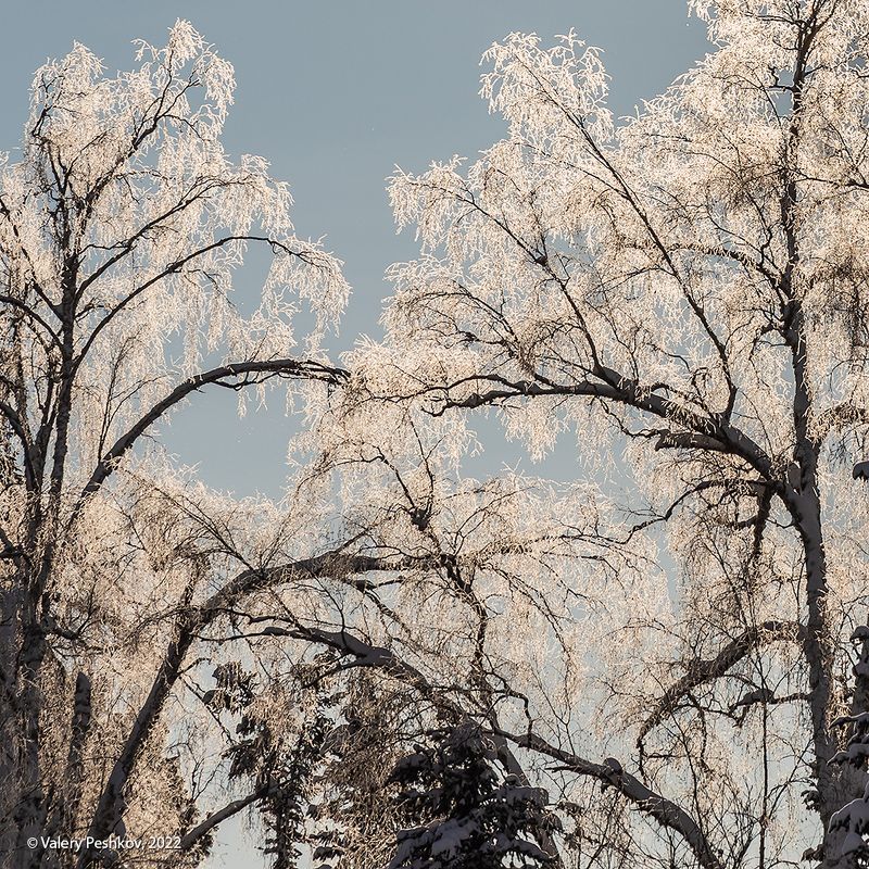 с новым годом, зима, иней, снег, березы, горная шория Мороз и солнце ...photo preview