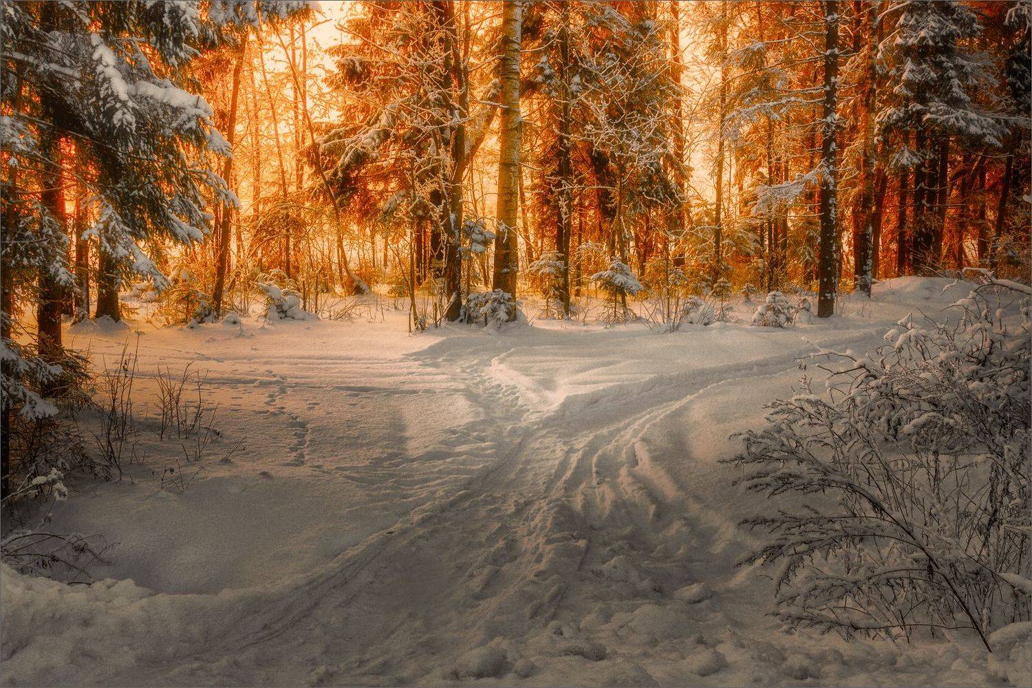 Свет в зимнем лесу.... Автор: Никитинский Александр пейзаж, зима, утро, лес, свет, цвет, александр никитинский, Никитинский Александр