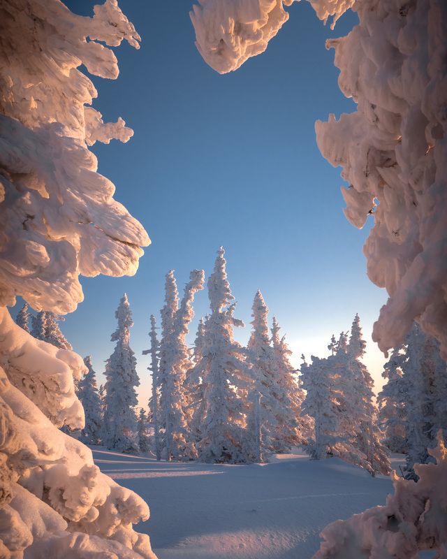 Причудливые ели… Weird firs...photo preview