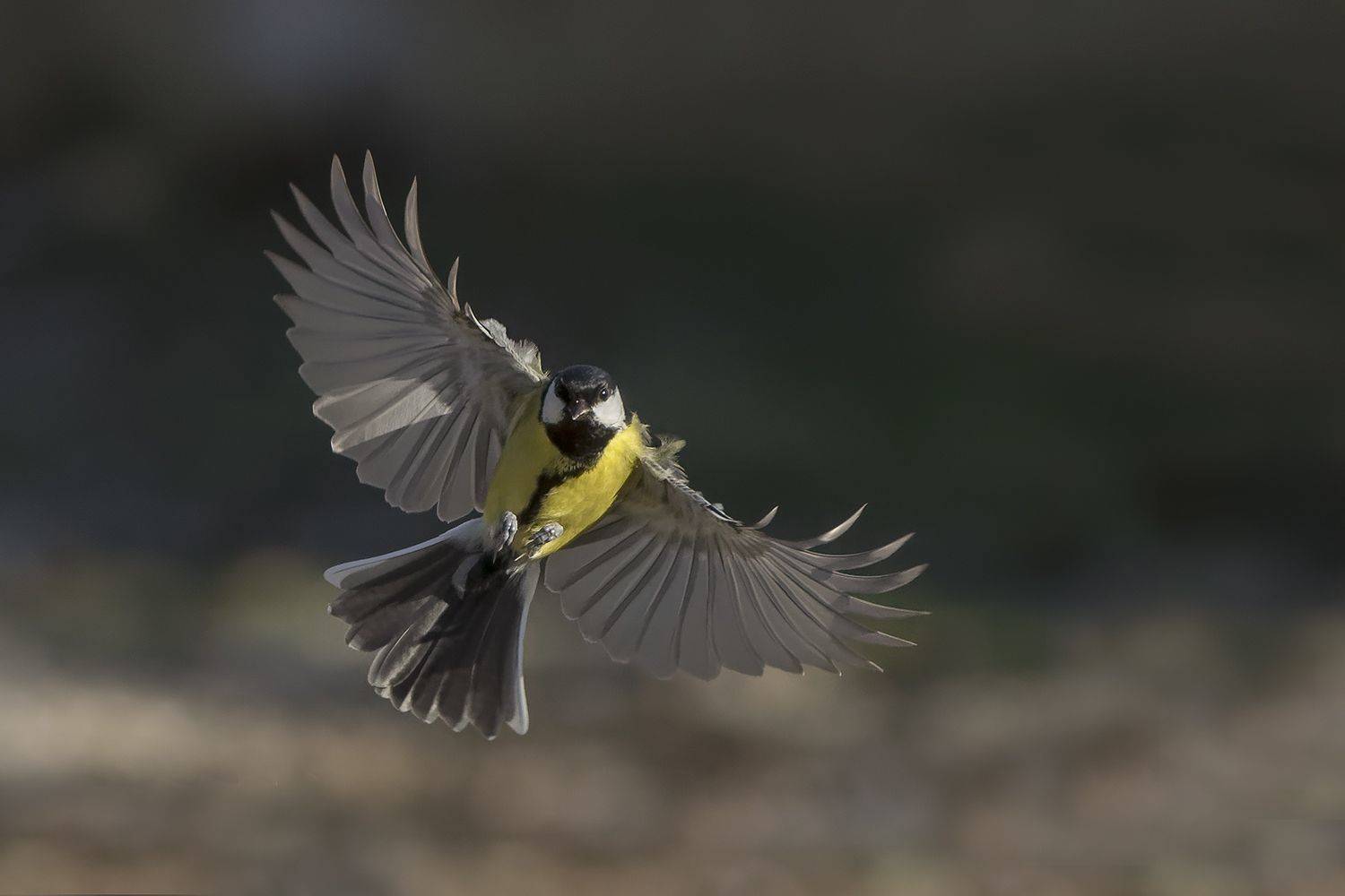 Большой. Автор: Евгени Стефанов , Евгени Стефанов