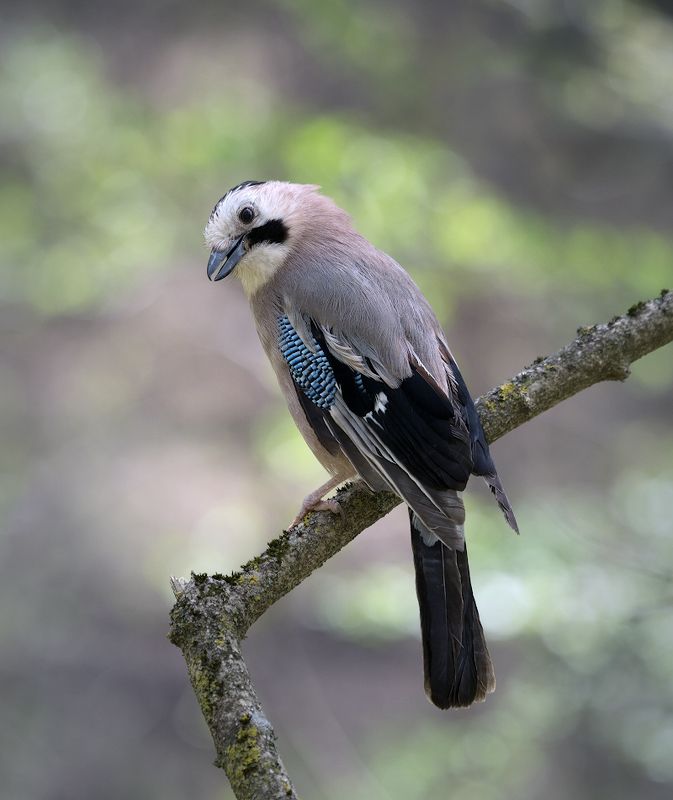 природа, птицы, сойка Что-с?photo preview