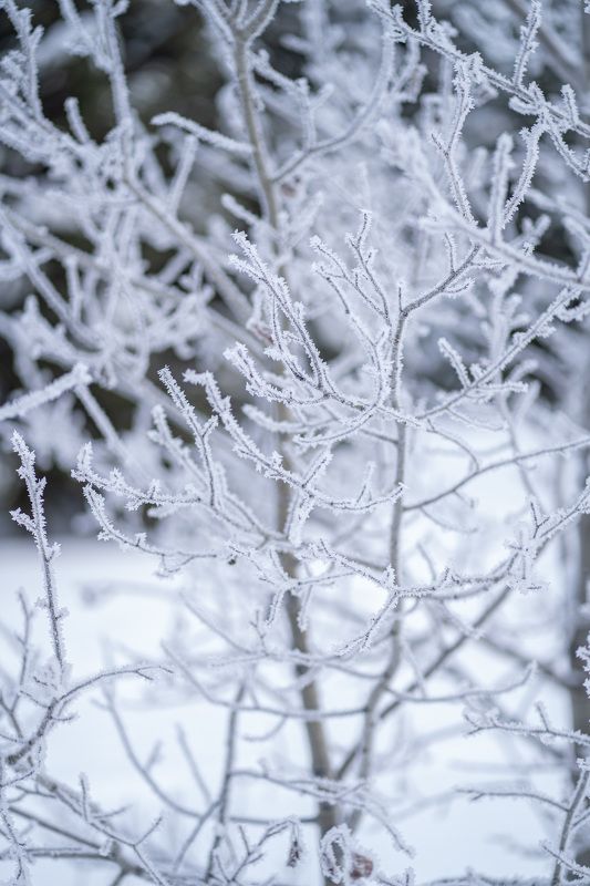 Морозные узорыphoto preview