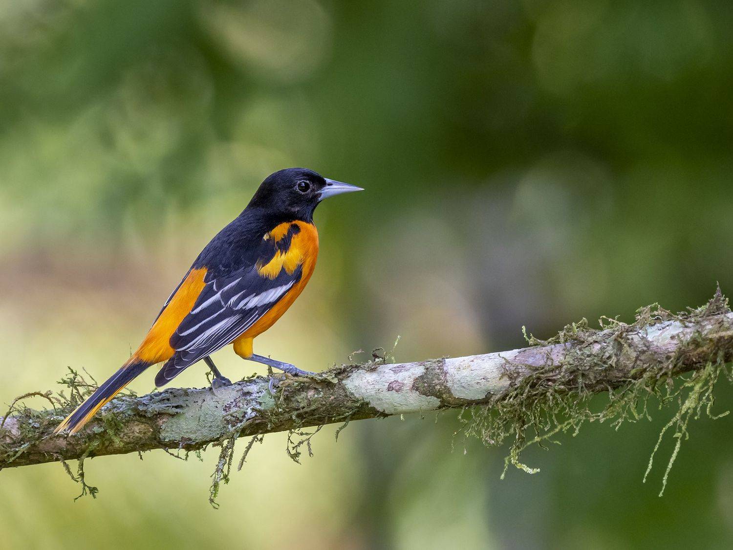 Baltimore Oriole. Автор: Burgalin Sequeira Fernando , Burgalin Sequeira Fernando