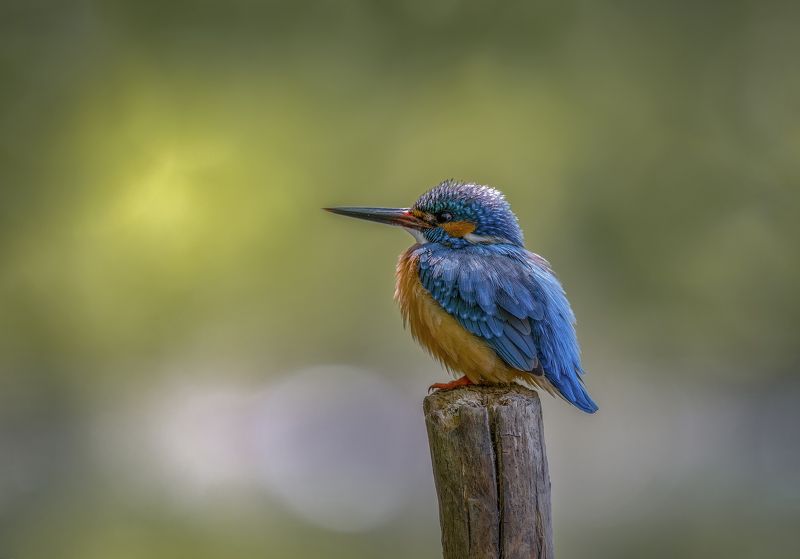 зимородок photo preview