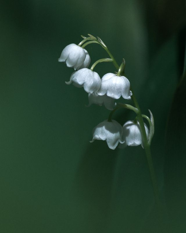 Ландыши фото превью