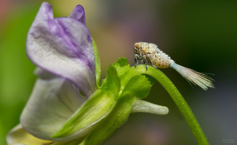 макро, природа, растения, цветы, лето, насекомые, нимфы, личинка, цикадка, macro, nature, plants, flowers, summer, insects, nymphs, larva, leafhopper Радужный хвостphoto preview