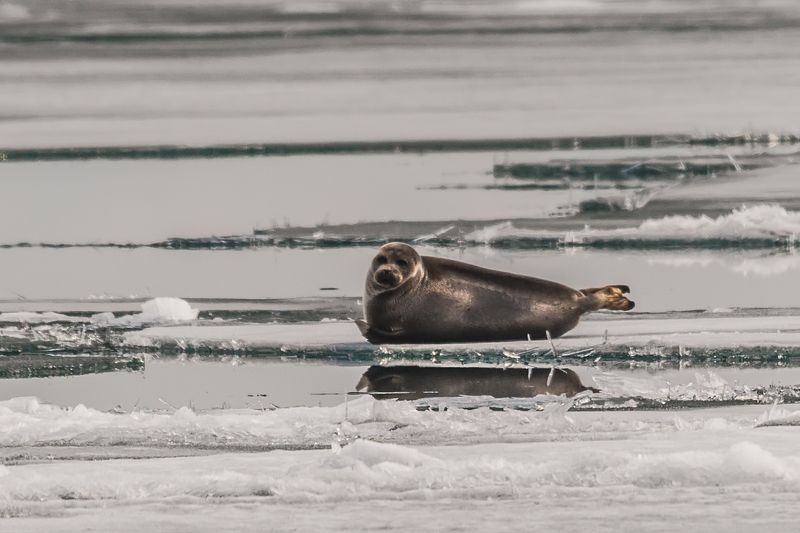 Байкальская нерпаphoto preview